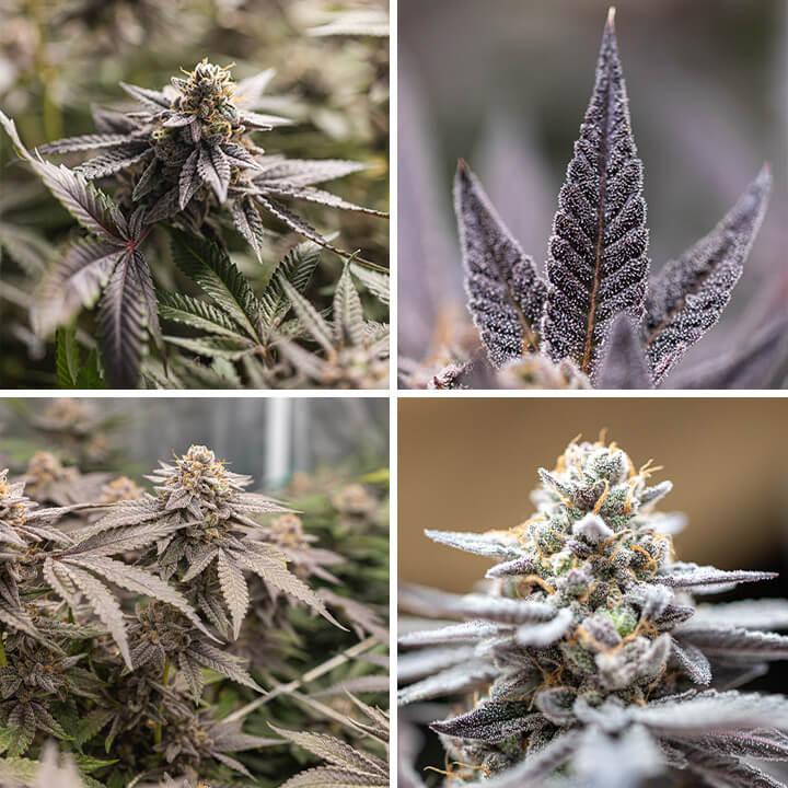 A collage of four images showing different stages of Dynamite Diesel cannabis, featuring close-ups of buds, leaves, and a plant with purple and green hues.