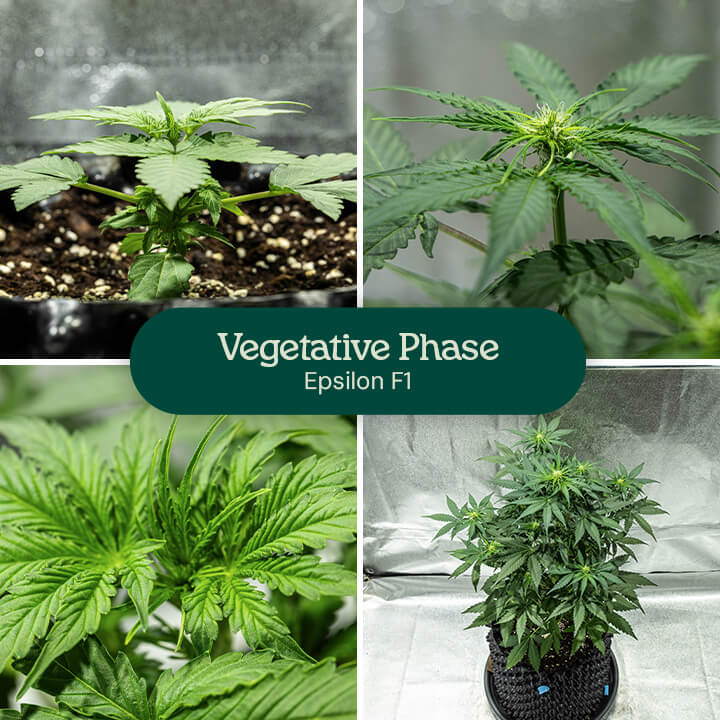 Epsilon F1 cannabis growth stages: 1) Seedling with true leaves, 2) Seedling with multiple leaves, 3) Seedling with stem, 4) Mature plant with branches.