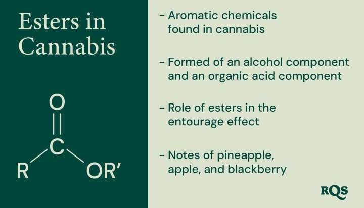 A diagram illustrating the chemical structure of esters, their formation from alcohol and organic acid components, and their contribution to the aroma and potential entourage effect of cannabis.