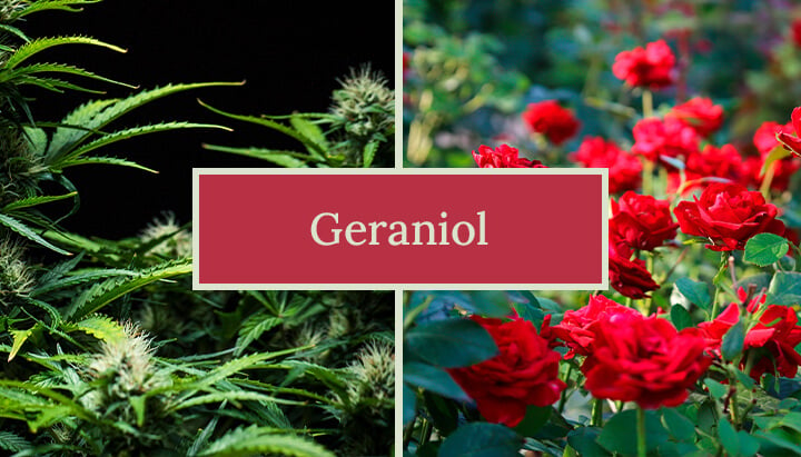 Visual representation of the geraniol terpene, highlighting its sweet floral aroma and potential benefits, including its role in cannabis strains and various products like perfumes and cleaning agents.