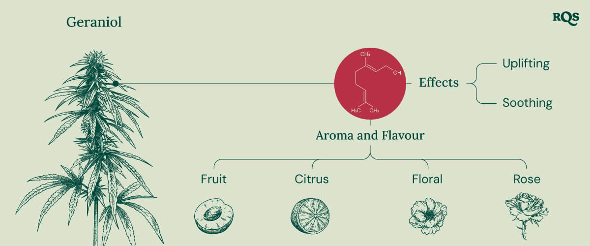 Infographic detailing the geraniol terpene characteristics, highlighting its soothing and uplifting effects, potential interaction with cannabinoid receptors, and its role in enhancing the effects of THC in cannabis products.