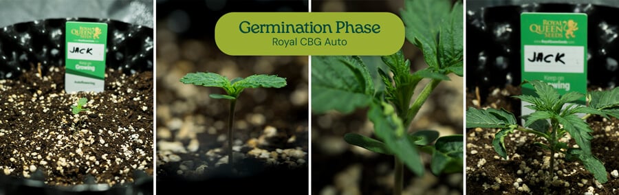 Cannabis seed germination: Images show Royal Jack Auto seeds soaking in water, being planted in a fabric pot, and sprouting into young cannabis seedlings.