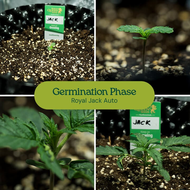 Cannabis seed germination: Images show Royal Jack Auto seeds soaking in water, being planted in a fabric pot, and sprouting into young cannabis seedlings.