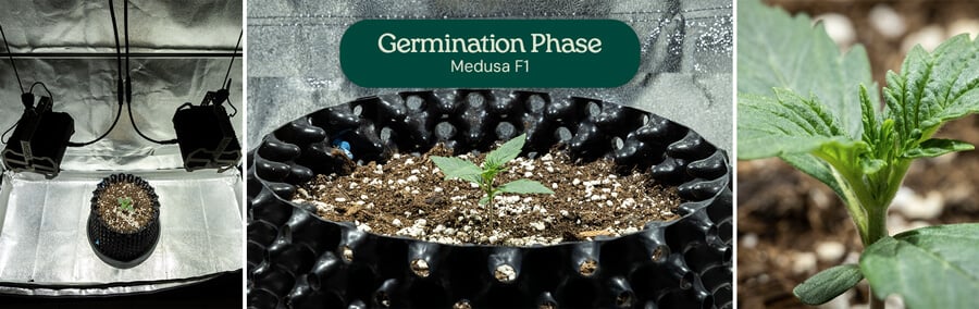 Medusa F1 germination collage: seedling under grow lights, close-up of early green leaves, and growth in a black container with soil and perlite mix.