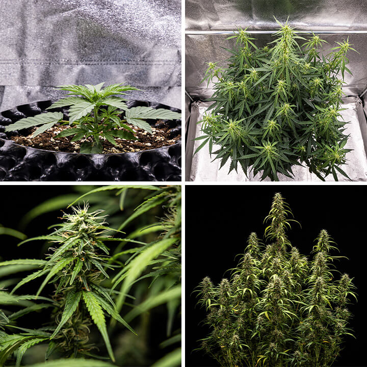 Collage of images of Goat’lato Auto cannabis strain, a potent autoflowering variety from Royal Queen Seeds and Tyson 2.0, featuring compact growth, purple buds, and up to 450 g/m² yields. Ideal for indoor growing.