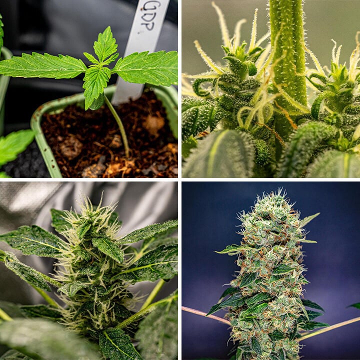 Collage showing Granddaddy Purple cannabis plant growth stages: seedling, developing buds, mature buds, and tall plant.