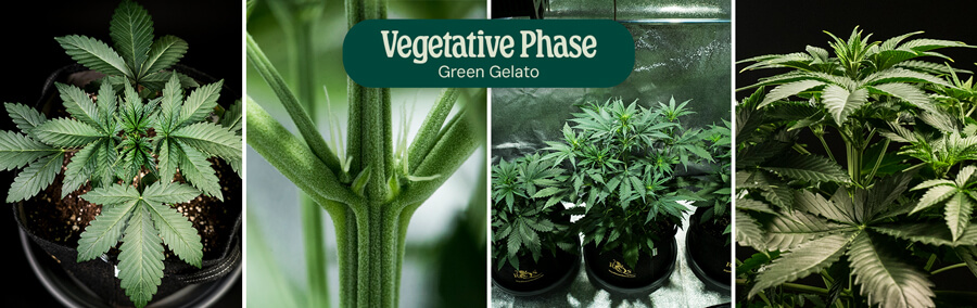 Green Gelato Vegetative Phase