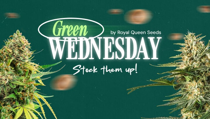 Green Wednesday 2024 by Royal Queen Seeds promotional banner with cannabis buds, featuring the phrase 'Stock them up!'