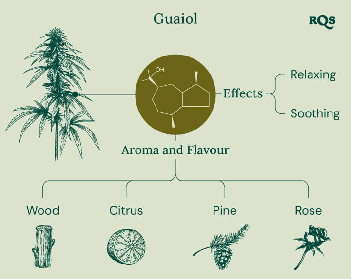 Characteristics of Guaiol Terpene