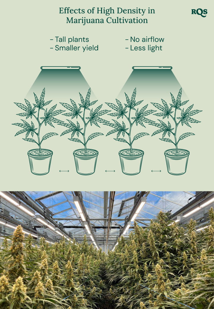 High density in cannabis cultivation