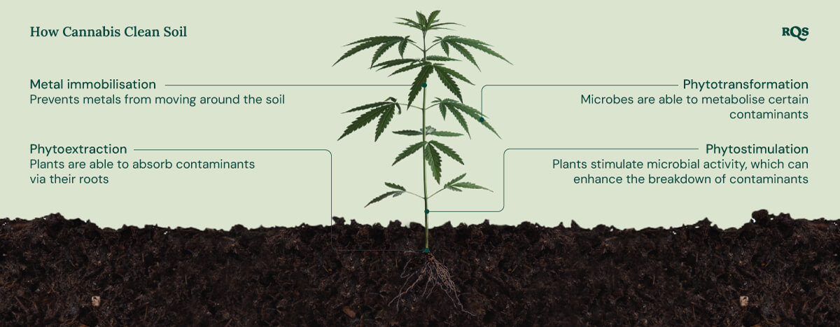 Illustration of how cannabis cleans soil, highlighting four mechanisms: metal immobilisation, phytoextraction, phytotransformation, and phytostimulation. 