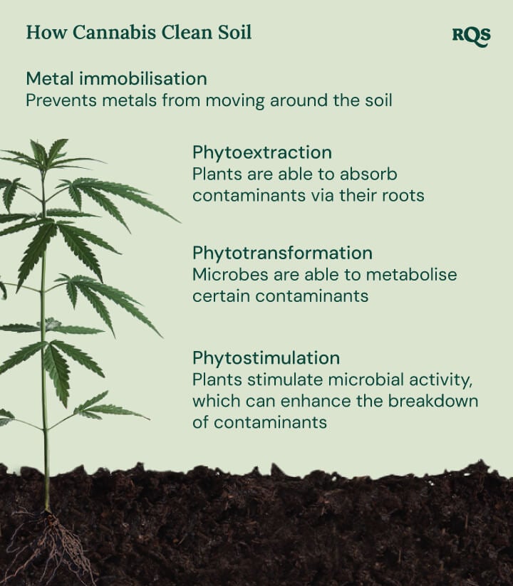 Illustration of how cannabis cleans soil, highlighting four mechanisms: metal immobilisation, phytoextraction, phytotransformation, and phytostimulation. 