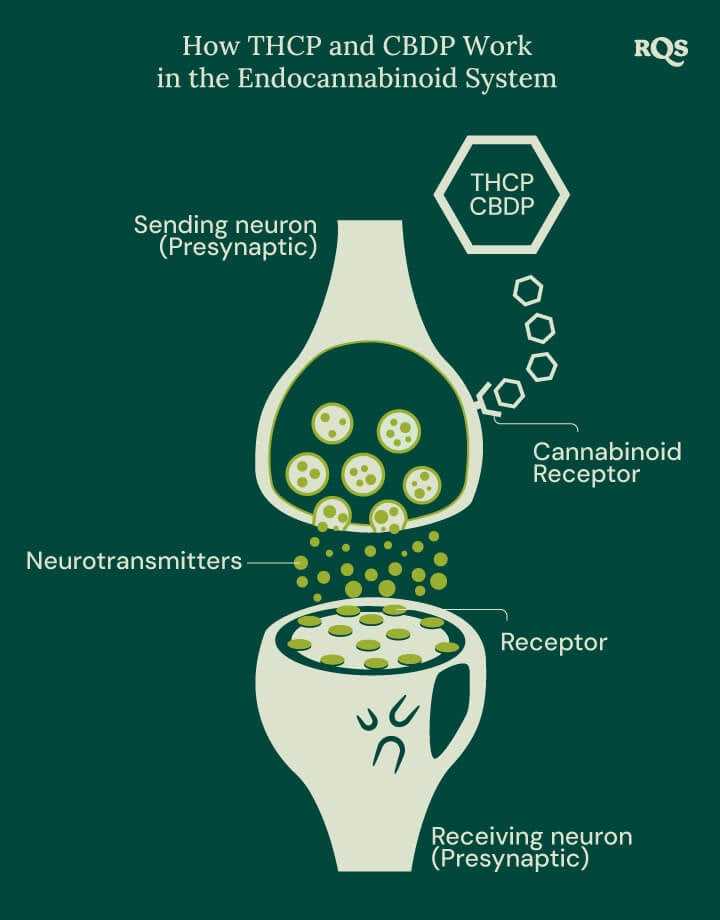 Illustration of THCP and CBDP interacting with the endocannabinoid system, a crucial network of receptors and neurotransmitters that regulate key bodily functions.