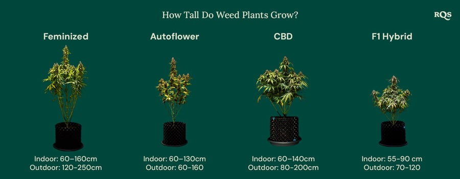 How tall weed plants grow by categories