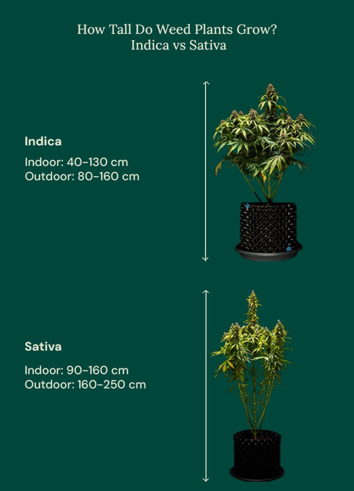 How tall grow weed indica vs sativa