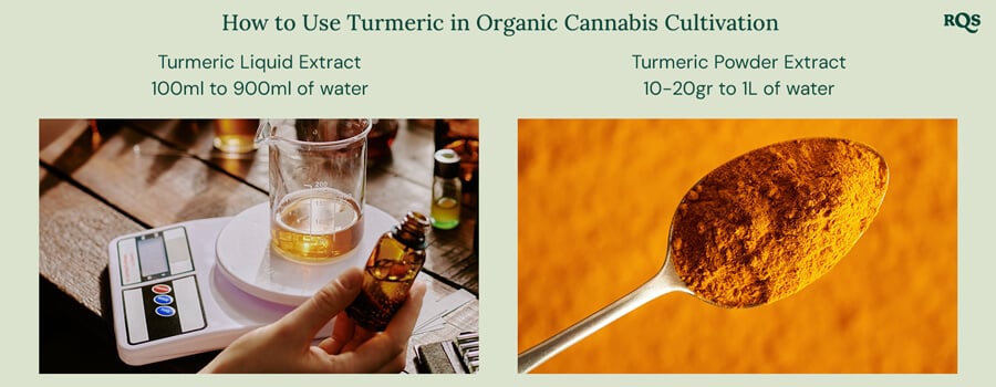 How to use turmeric in cannabis