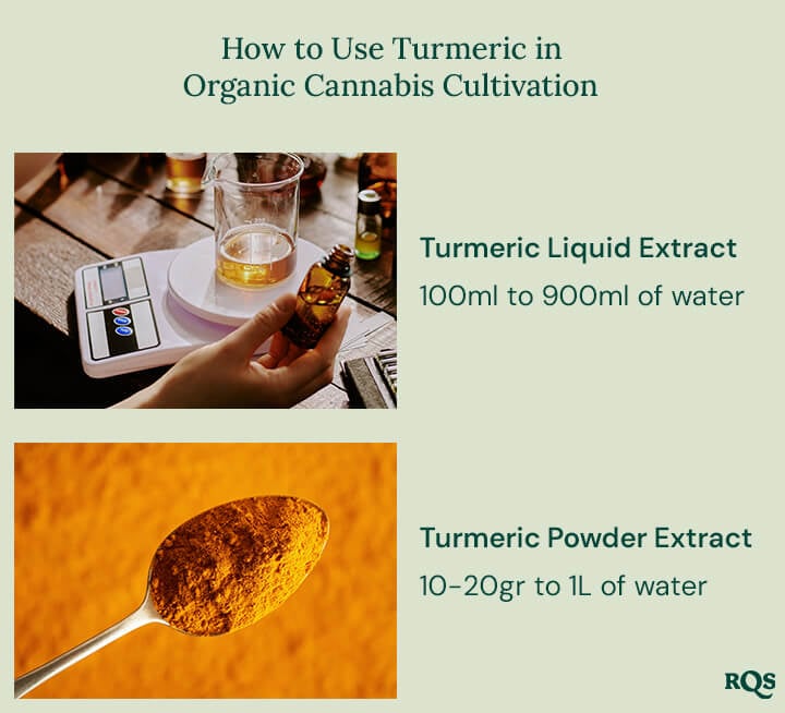 How to use turmeric in cannabis