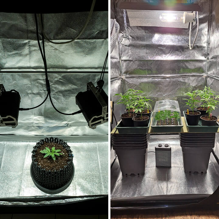 An indoor cannabis growing setup featuring various strains, showcasing the suitability of indica and autoflowering varieties for small spaces and controlled environments.