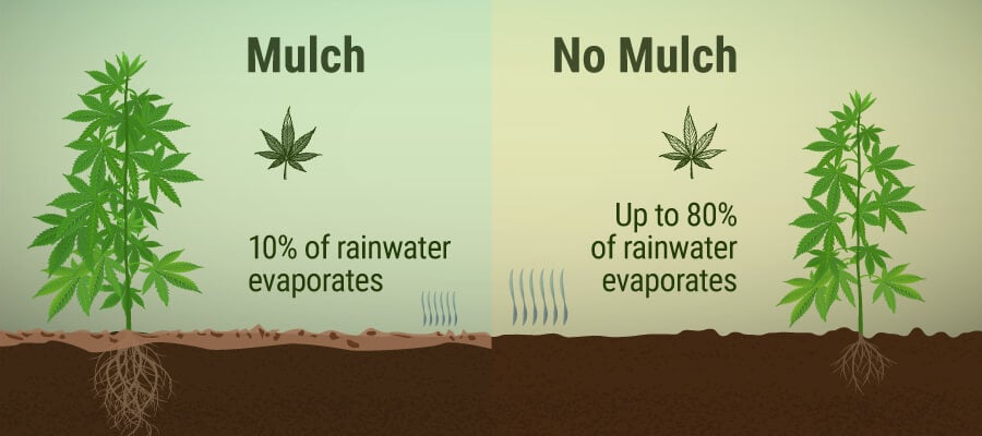 How to Use Mulch for Healthier Cannabis Plants - RQS Blog