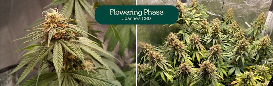 Joanne's  CBD Flowering Phase