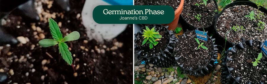 Joanne's  CBD Germination