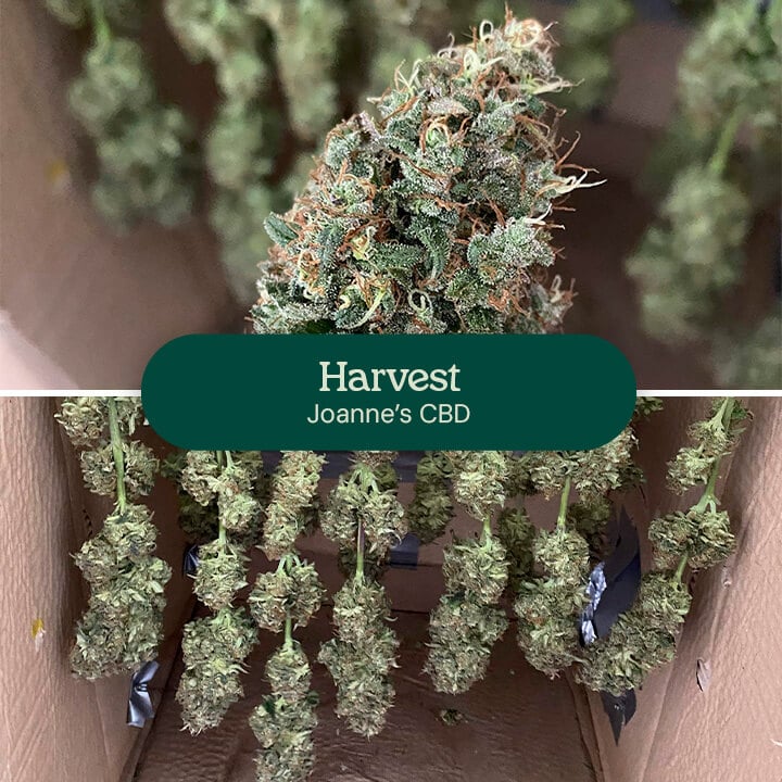 Joanne's  CBD Harvest