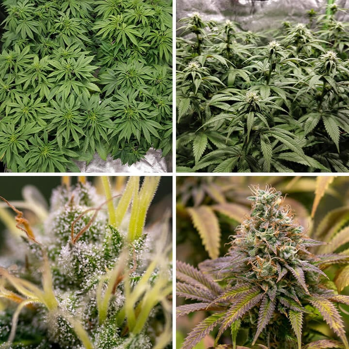 A Kali Dog cannabis plant at various growth stages, from seedling to mature, with dense buds. This strain is known for its citrus flavor and uplifting effects.