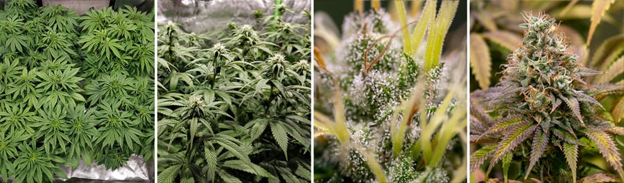 A Kali Dog cannabis plant at various growth stages, from seedling to mature, with dense buds. This strain is known for its citrus flavor and uplifting effects.