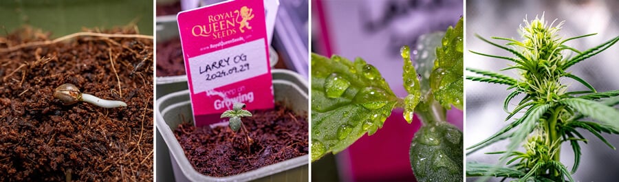 Collage of four images showcasing the growth stages of Larry OG cannabis, starting from a sprouting seed, progressing through vegetative growth, and ending with a mature, flowering plant.