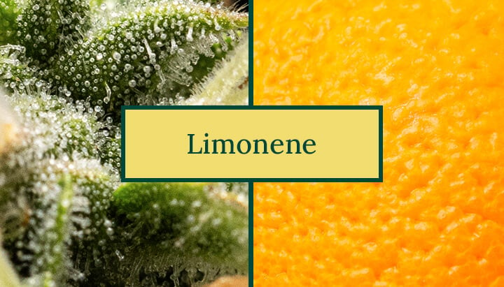 Limonene terpene