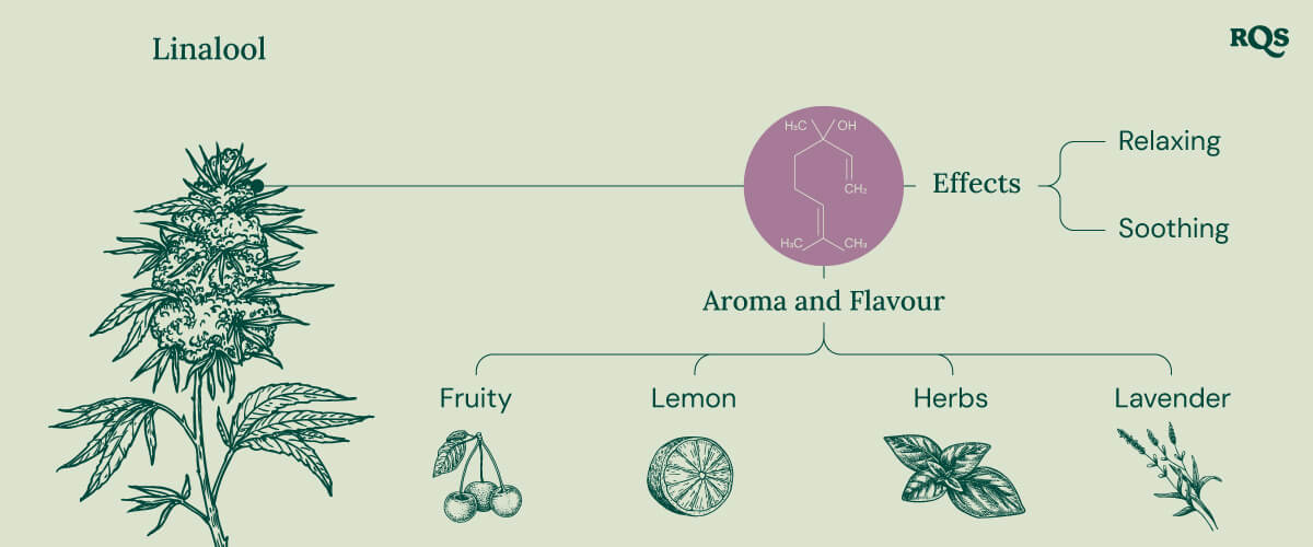 Chart displaying linalool characteristics in cannabis, highlighting its effects, such as relaxation, euphoria, and meditation, along with its soothing aroma profile.