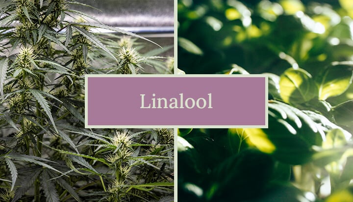 Close-up of a cannabis flower covered in trichomes, illustrating the presence of linalool, a terpene responsible for the plant’s distinct aroma.