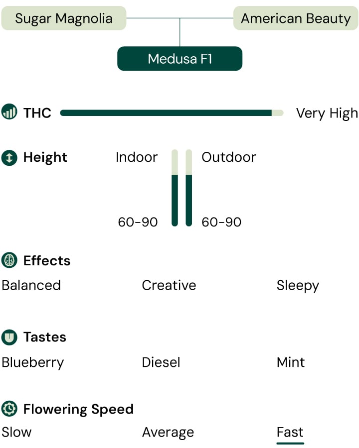 Medusa F1 cannabis strain diagram: Sugar Magnolia x American Beauty. High THC, fast flowering, 60-90 cm tall, blueberry, diesel, mint flavors, balanced, creative, sleepy effects.