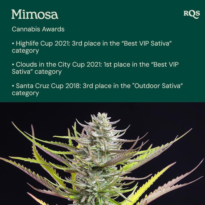 Award-winning Mimosa cannabis strain on the right, showcasing its prestigious accolades such as the Clouds in the City Cup and Highlife Cup on the left. 