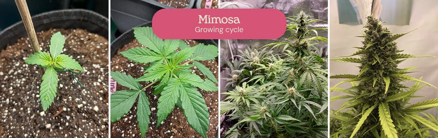 This four-stage collage vividly showcases the growth of the Mimosa cannabis strain, capturing its transformation from a tiny seedling to a thriving, flowering plant.