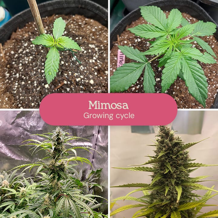 This four-stage collage vividly showcases the growth of the Mimosa cannabis strain, capturing its transformation from a tiny seedling to a thriving, flowering plant.