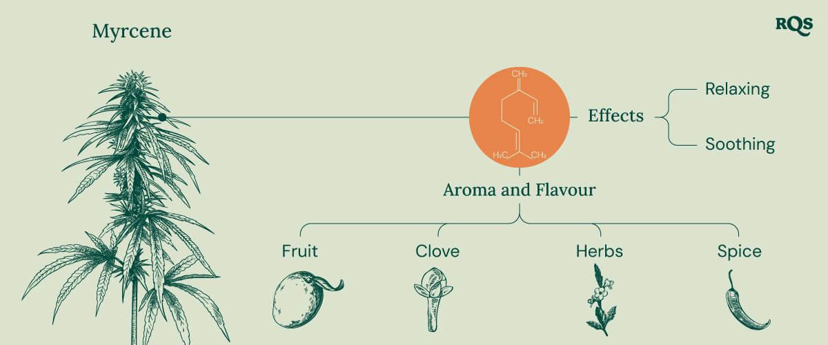 Myrcene Cannabis Characteristics