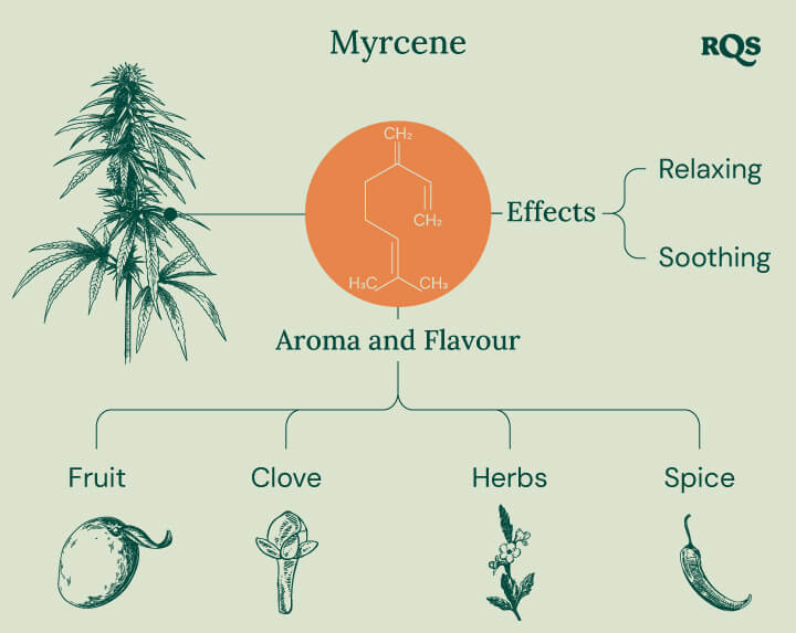 Myrcene Cannabis Characteristics