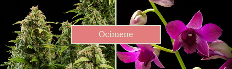 Two images side by side: a cannabis plant and an orchid flower, with the text 'Ocimene' in the center. The image highlights the natural sources of the terpene ocimene.