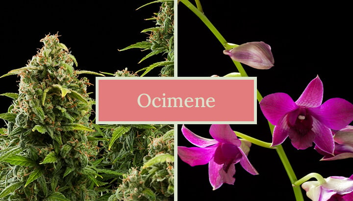 Two images side by side: a cannabis plant and an orchid flower, with the text 'Ocimene' in the center. The image highlights the natural sources of the terpene ocimene.