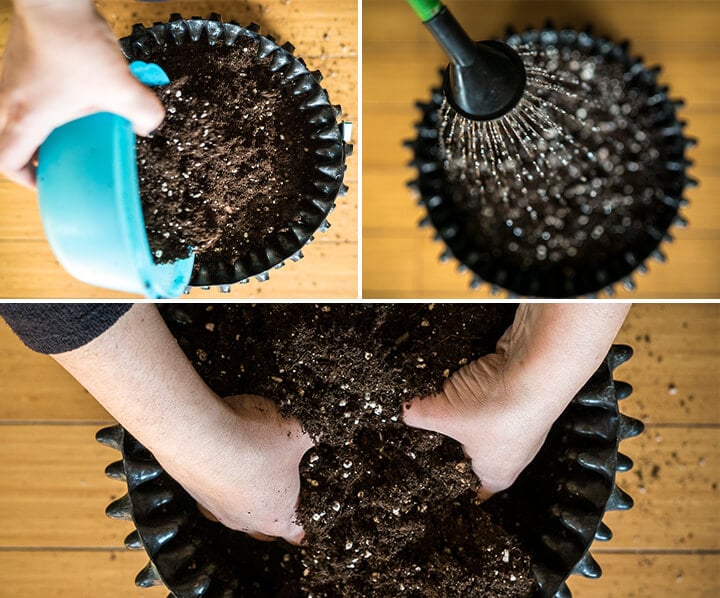 Close-up of a person planting a green plant in a ceramic pot, adding soil, pressing it gently, and watering it