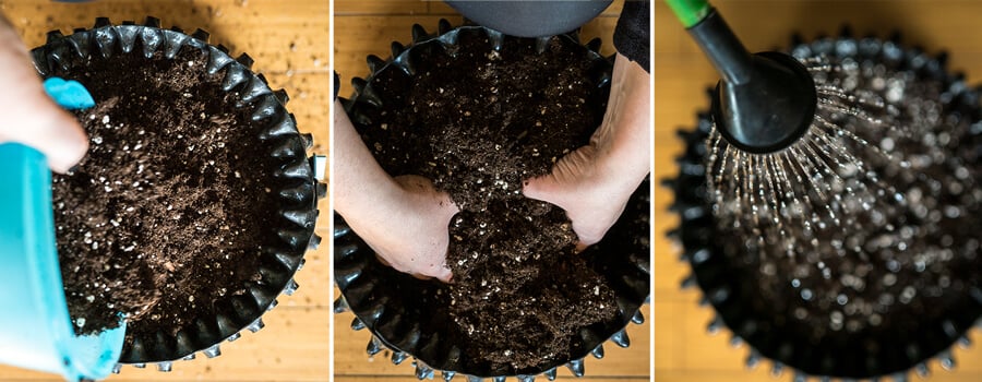 Close-up of a person planting a green plant in a ceramic pot, adding soil, pressing it gently, and watering it