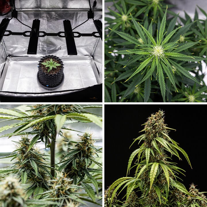 Collage of Orion F1 Autoflowering cannabis plant growth stages: seedling under grow light, branching leaves, budding, and mature buds ready for harvest.