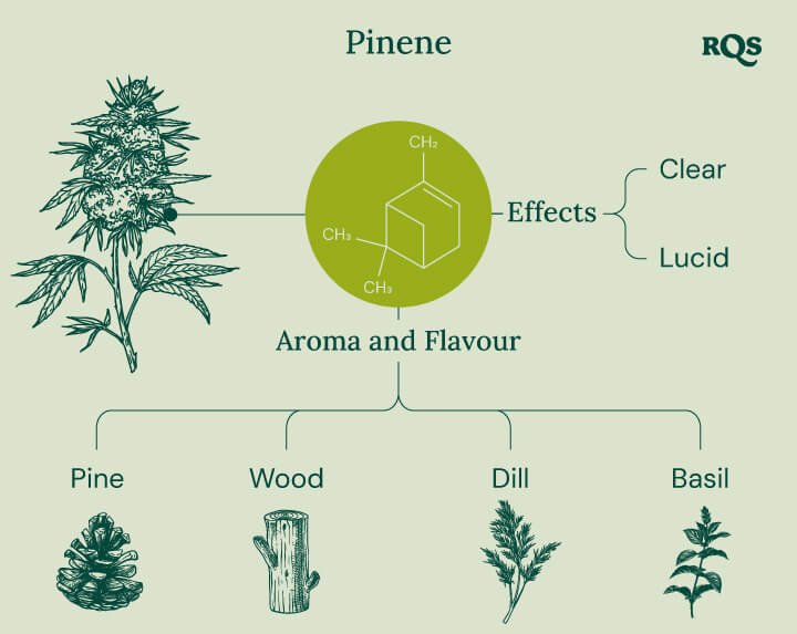 Pinene Cannabis Characteristics