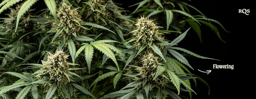 Close-up photo of a Purple Lemonade Auto marijuana plant in the flowering stage, displaying green leaves with purple and white hairs.