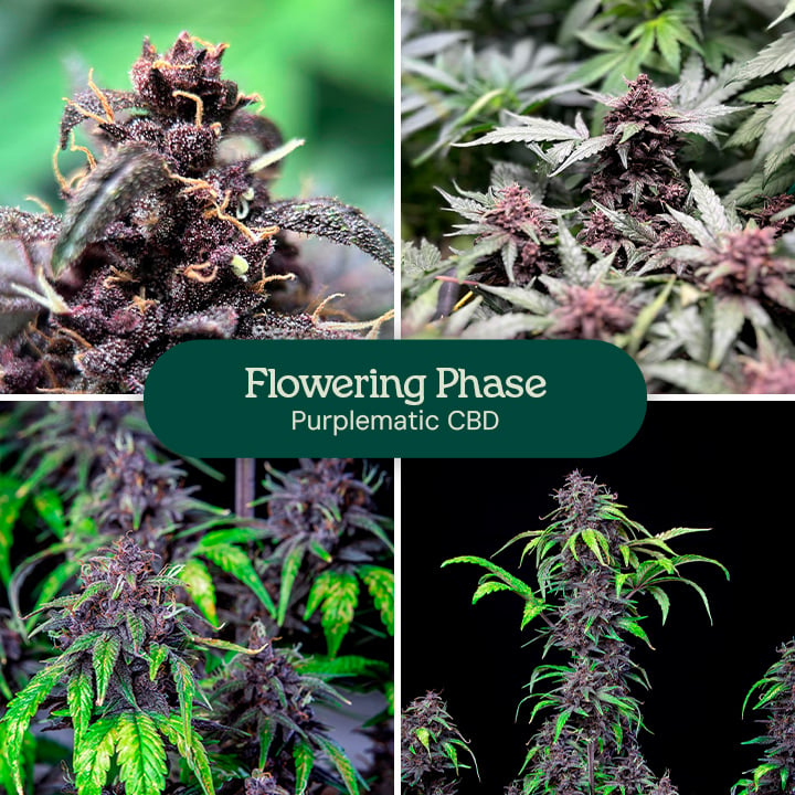 Flowering phase of the Purplematic CBD strain, showcasing developing buds and green foliage.