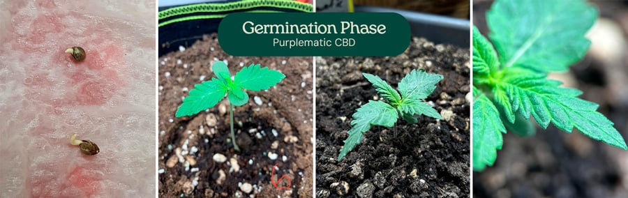 A collage of images depicting the Purplematic CBD strain, showcasing various stages of its growth, including germination and plant structure.