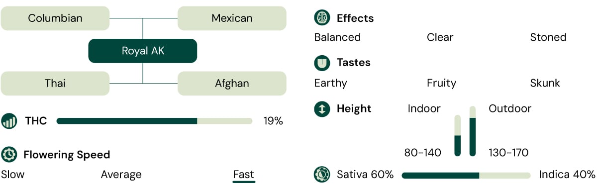 Royal AK Characteristics