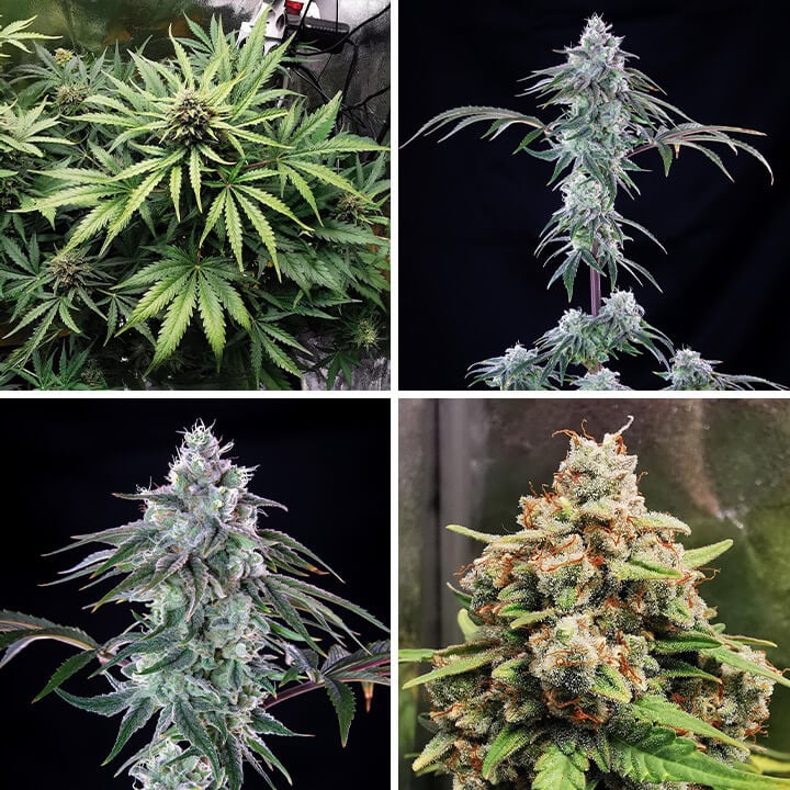 Royal Cheese cannabis plant growth stages. Early budding, mature dense buds, and close-up details. 