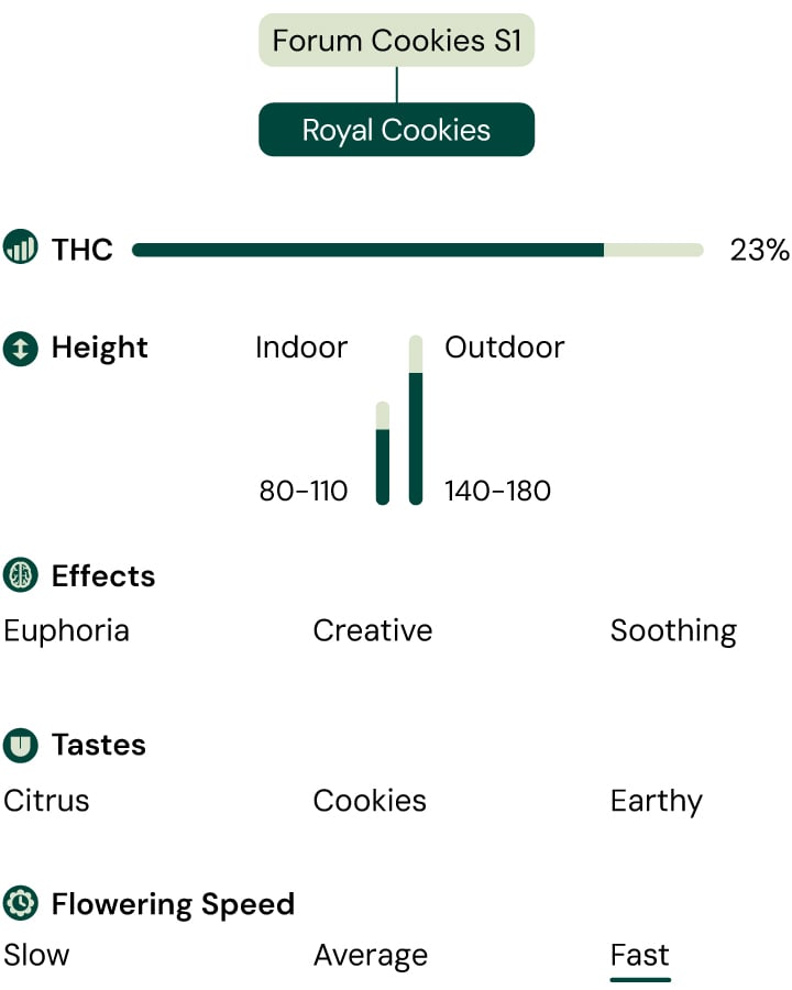 Royal Cookies Strain Characteristics